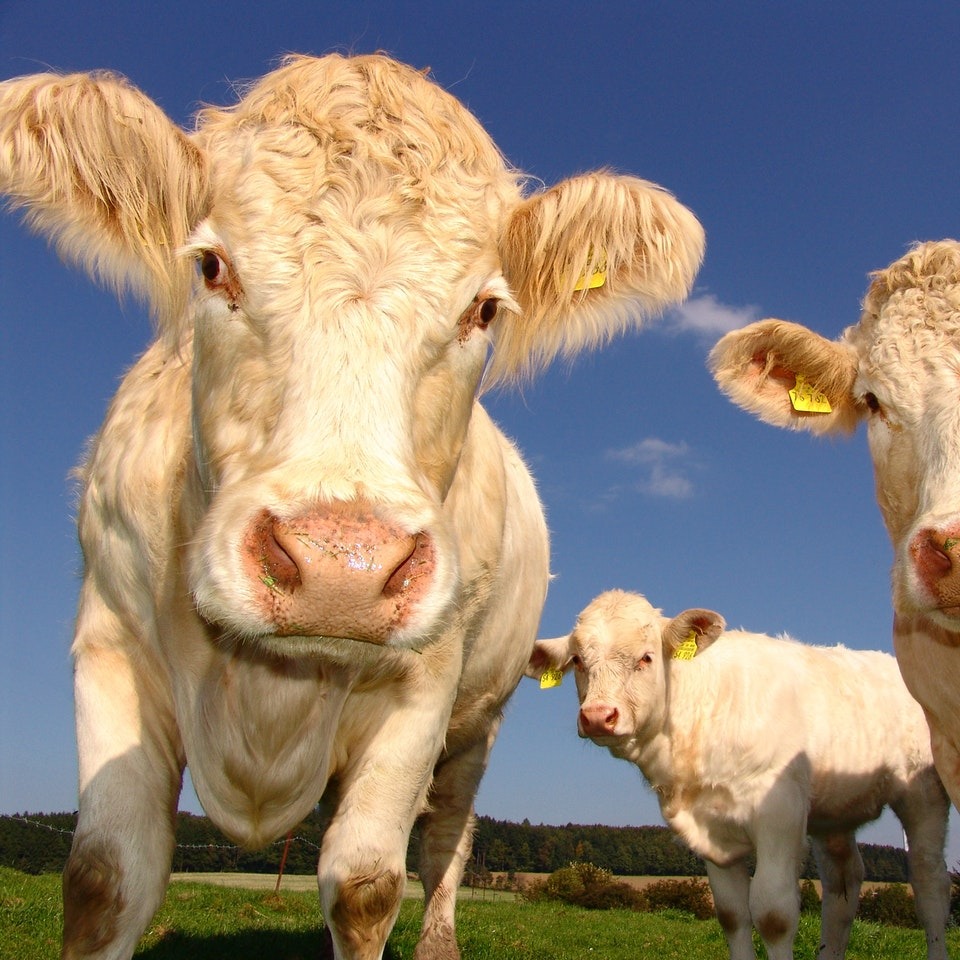 באה טבעי: תיקון השבועות שלי