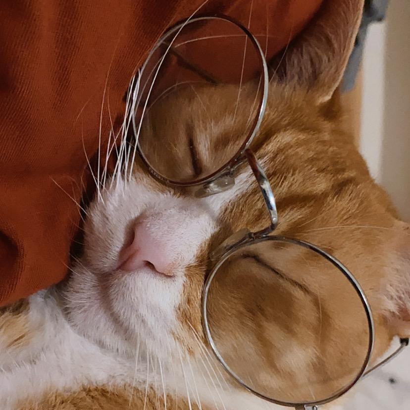 20 עובדות שלא ידעתם על חתולים