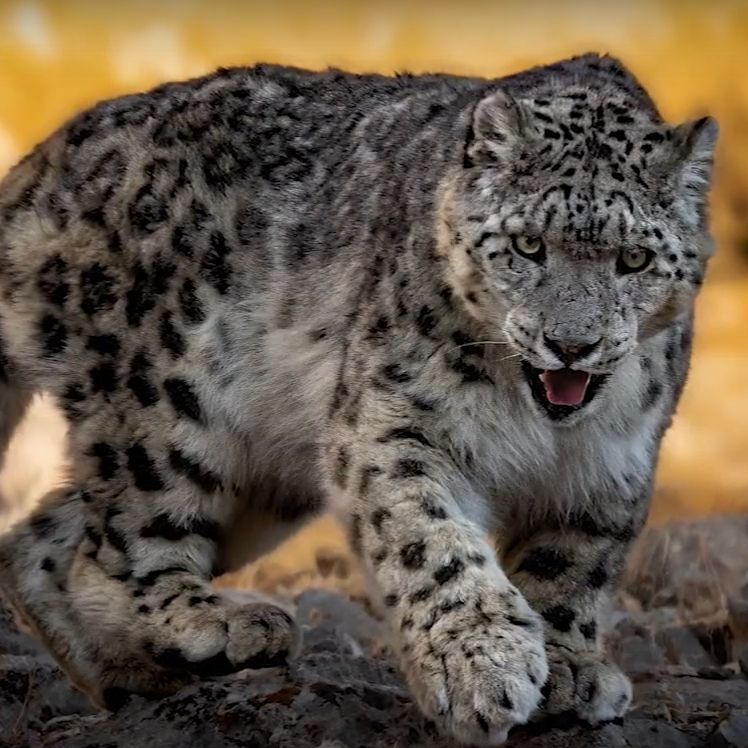 מחפשים את נמר השלג